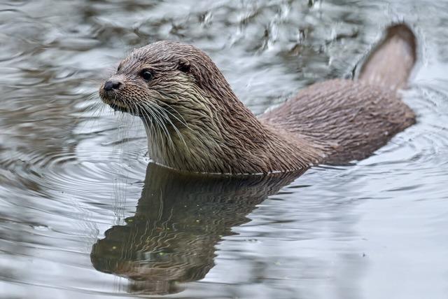 Was macht der Fischotter in Sdbaden?