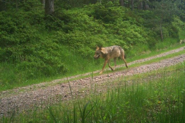 Warum sich ein Wolf im Nordschwarzwald derzeit besonders fr Menschen mit Hund interessiert